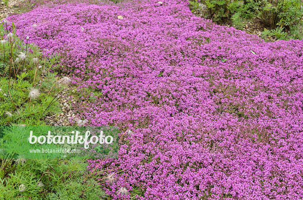 521269 - Wild thyme (Thymus serpyllum 'Coccineus')