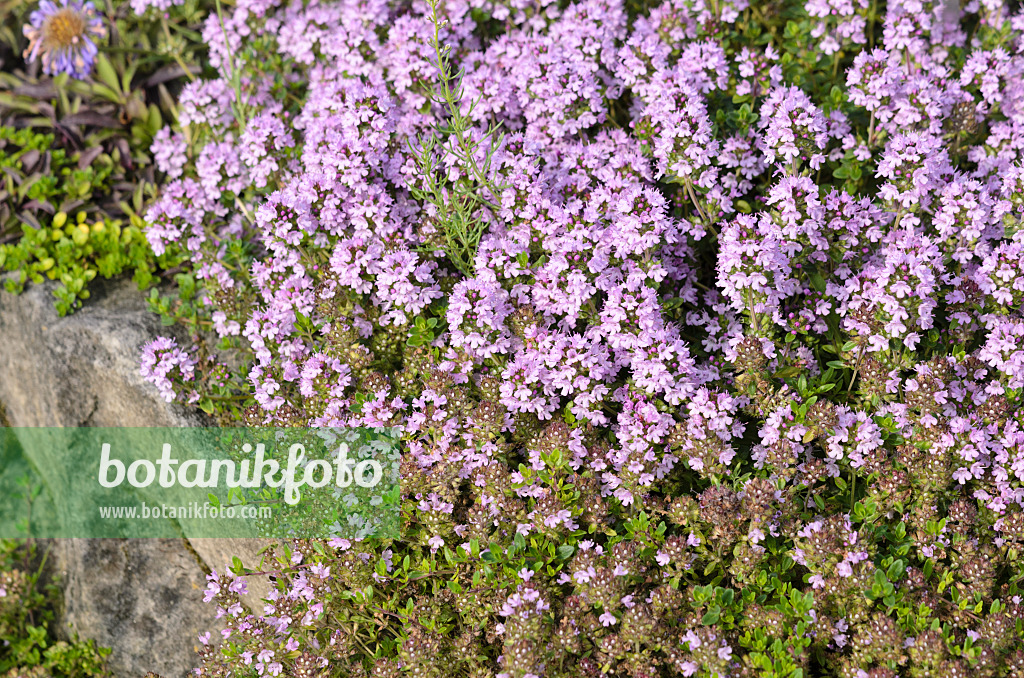 522023 - Wild thyme (Thymus serpyllum 'Lemon Curd')