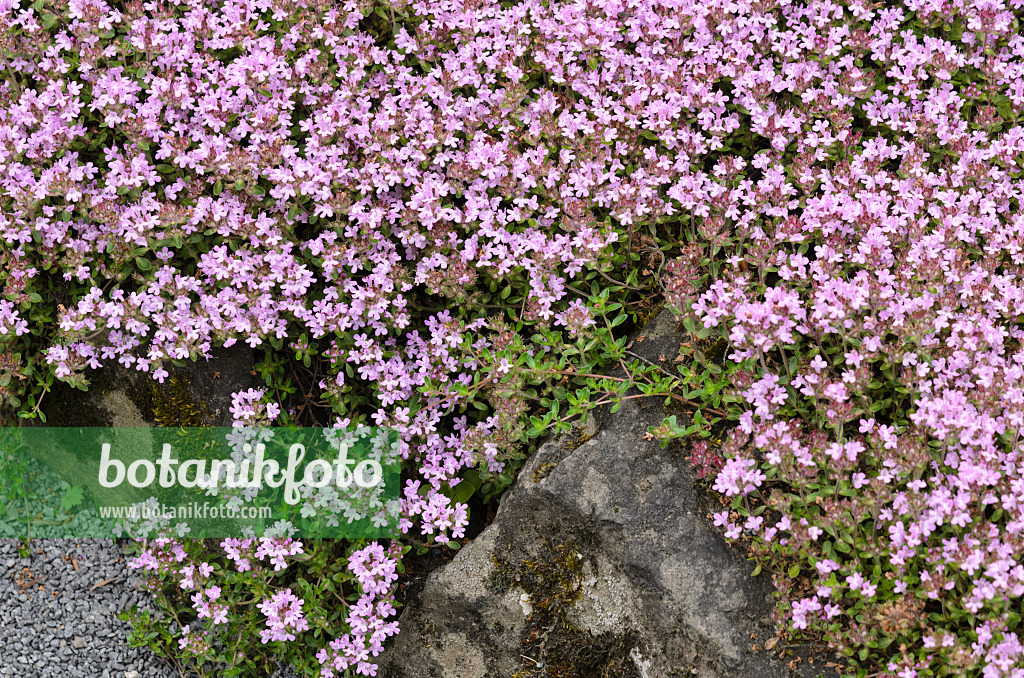 521169 - Wild thyme (Thymus serpyllum var. montanus)