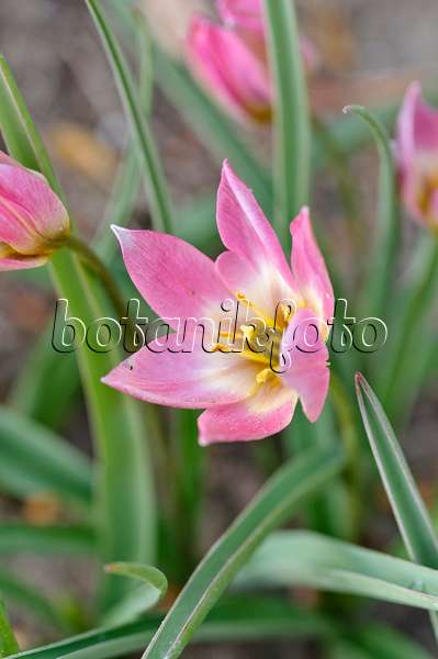 471238 - Wild tulip (Tulipa aucheriana)