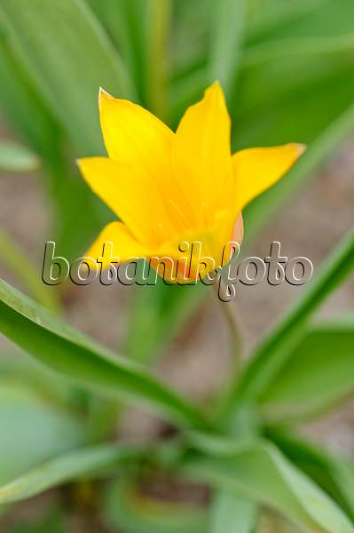 483366 - Wild tulip (Tulipa ferganica)