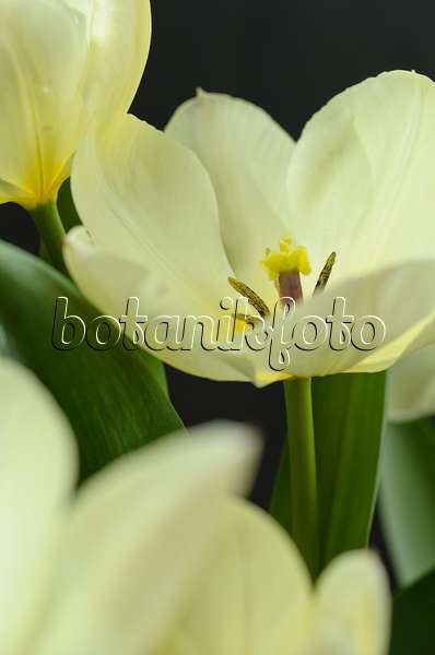 495116 - Wild tulip (Tulipa fosteriana 'Purissima')