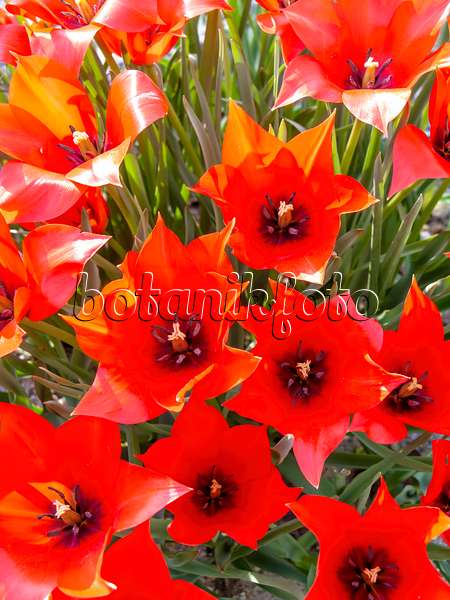 448031 - Wild tulip (Tulipa linifolia)