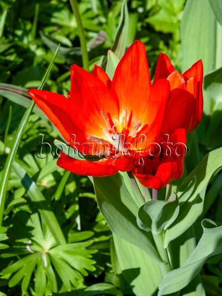 437098 - Wild tulip (Tulipa praestans 'Fusilier')
