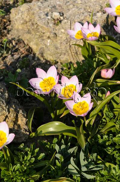 495237 - Wild tulip (Tulipa saxatilis 'Lilac Wonder' syn. Tulipa bakeri 'Lilac Wonder')