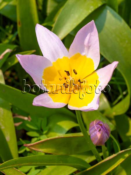 437183 - Wild tulip (Tulipa saxatilis syn. Tulipa bakeri)