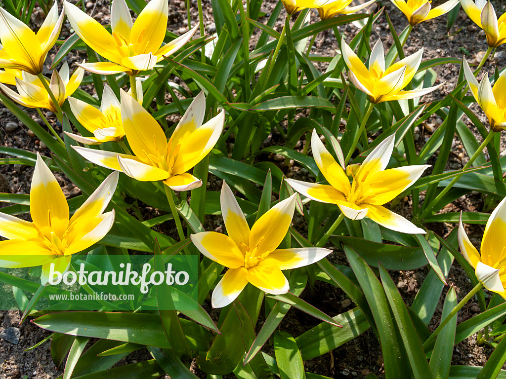 436254 - Wild tulip (Tulipa tarda)