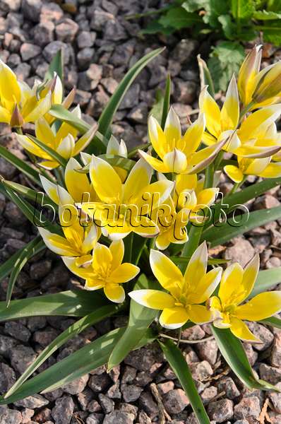 495168 - Wild tulip (Tulipa tarda)