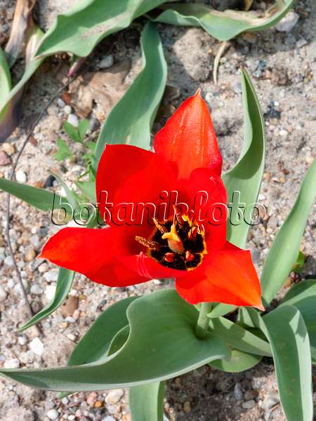 400122 - Wild tulip (Tulipa undulatifolia)