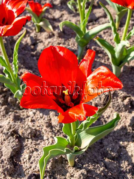 437142 - Wild tulip (Tulipa vvedenskyi)