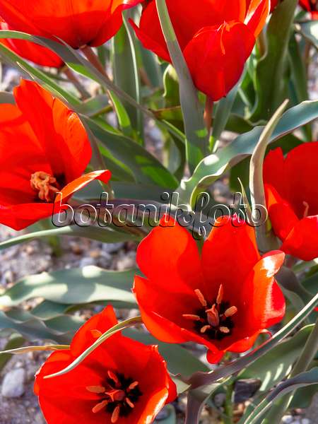 448018 - Wild tulip (Tulipa wilsoniana)