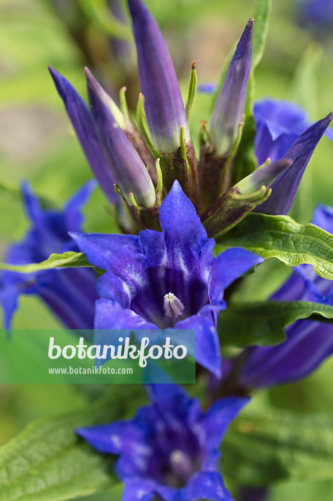 510167 - Willow gentian (Gentiana asclepiadea)