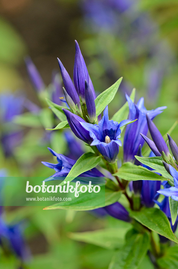 523117 - Willow gentian (Gentiana asclepiadea)