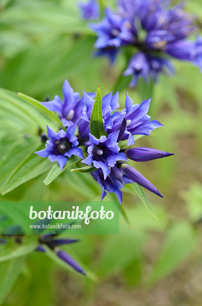 534476 - Willow gentian (Gentiana asclepiadea)