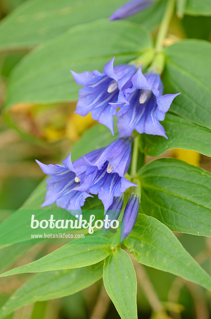 536081 - Willow gentian (Gentiana asclepiadea)