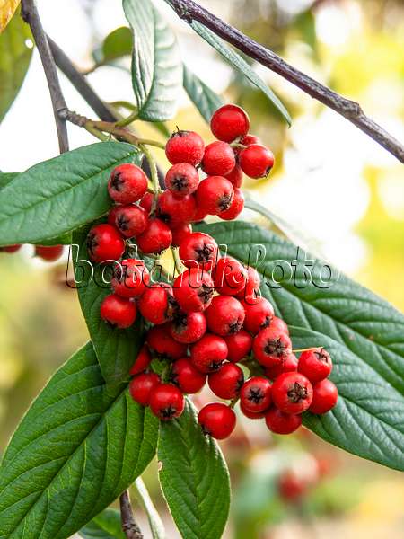 431008 - Willow-leaved cotoneaster (Cotoneaster salicifolius)