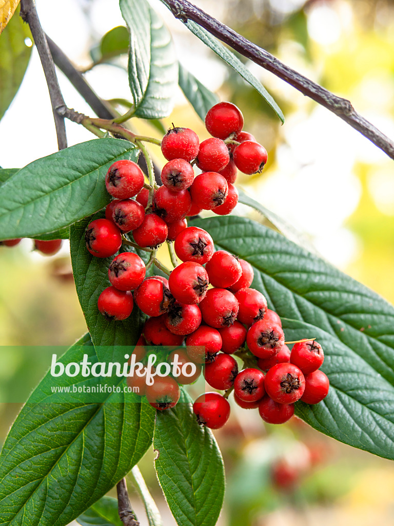 431008 - Willow-leaved cotoneaster (Cotoneaster salicifolius)