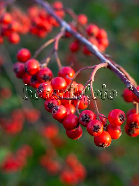 431093 - Willow-leaved cotoneaster (Cotoneaster salicifolius)