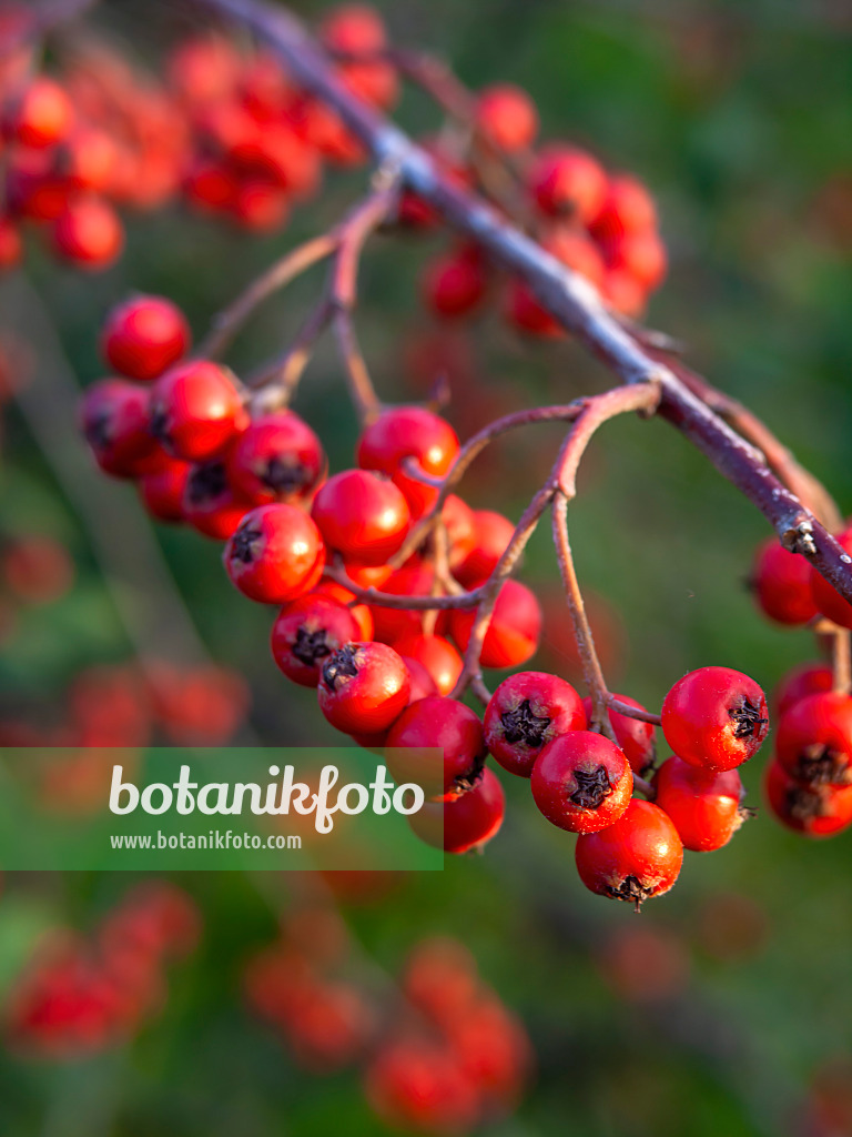 431093 - Willow-leaved cotoneaster (Cotoneaster salicifolius)