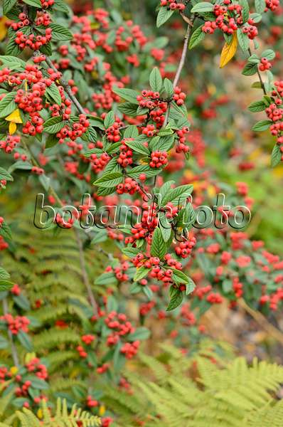 525401 - Willow-leaved cotoneaster (Cotoneaster salicifolius)