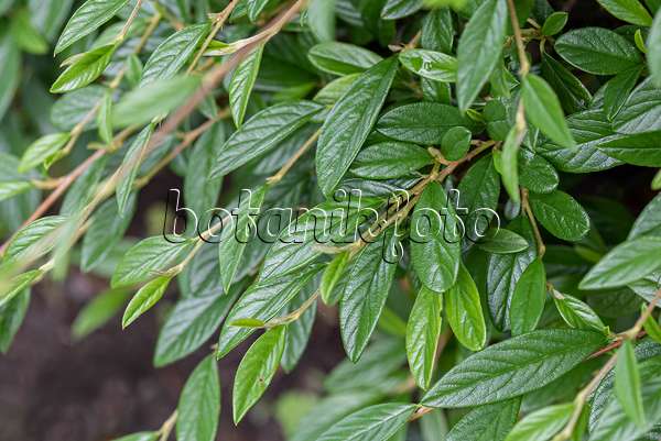 616202 - Willow-leaved cotoneaster (Cotoneaster salicifolius 'Parkteppich')
