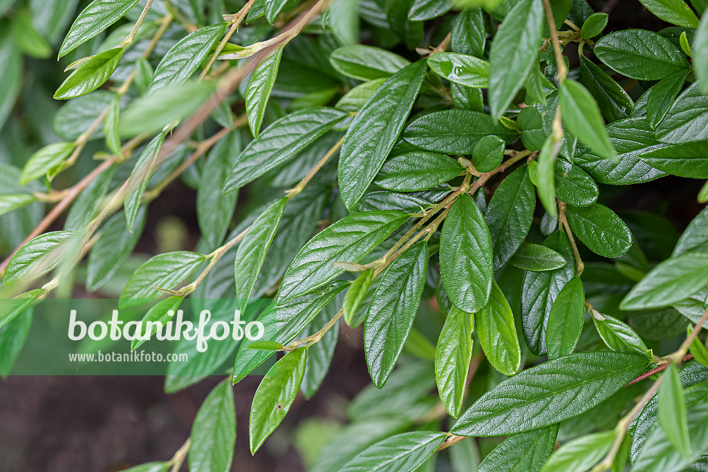 616202 - Willow-leaved cotoneaster (Cotoneaster salicifolius 'Parkteppich')