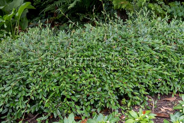 616204 - Willow-leaved cotoneaster (Cotoneaster salicifolius 'Parkteppich')