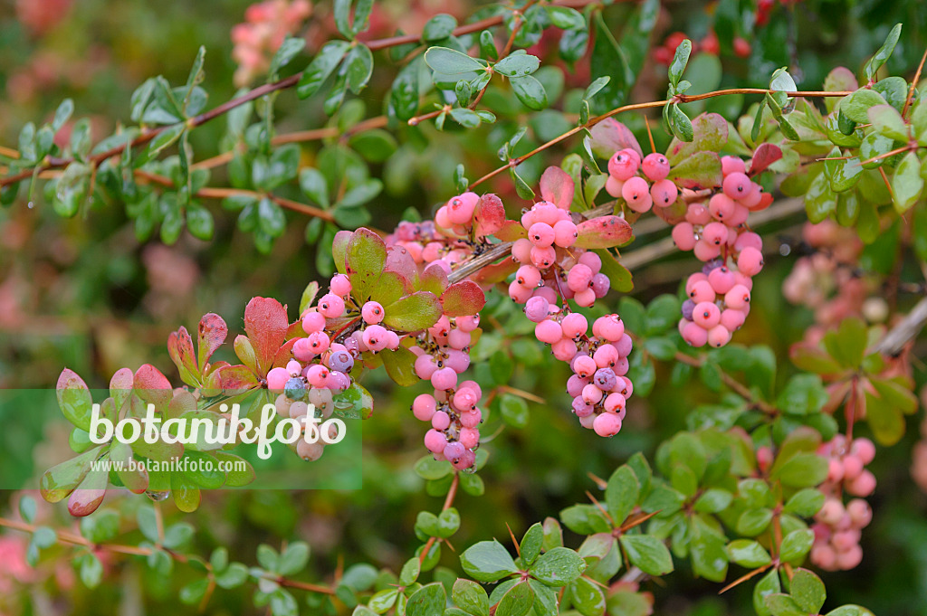 517146 - Wilson's barberry (Berberis wilsoniae)