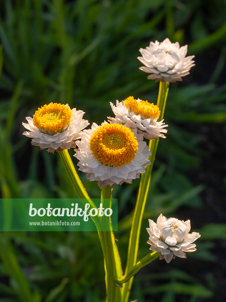 406031 - Winged everlasting (Ammobium alatum)