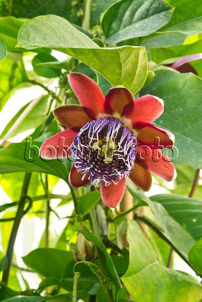 550002 - Winged-stem passion flower (Passiflora alata)