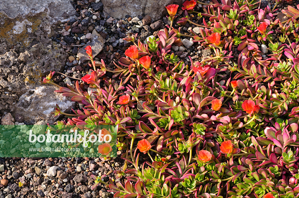 476155 - Wingpod purslane (Portulaca umbraticola)