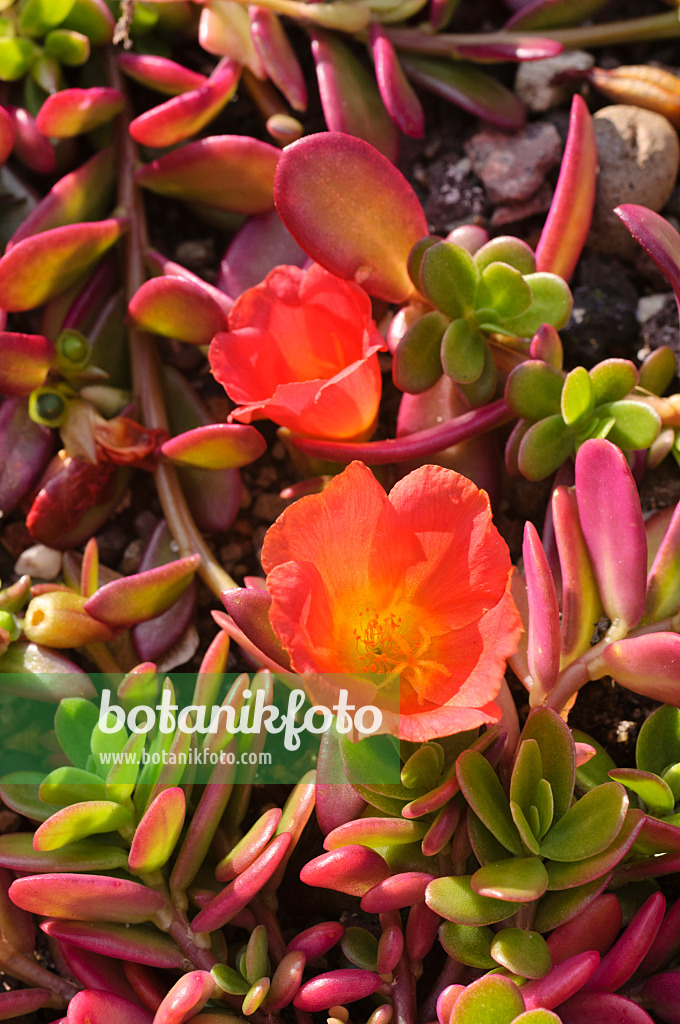 476156 - Wingpod purslane (Portulaca umbraticola)