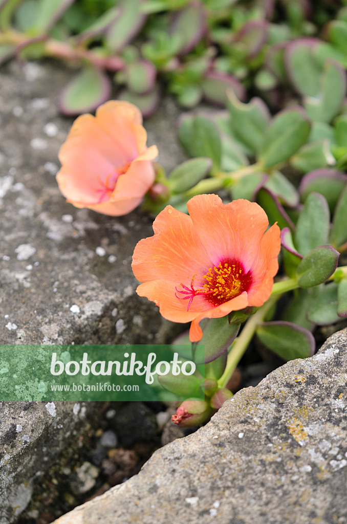 522089 - Wingpod purslane (Portulaca umbraticola)