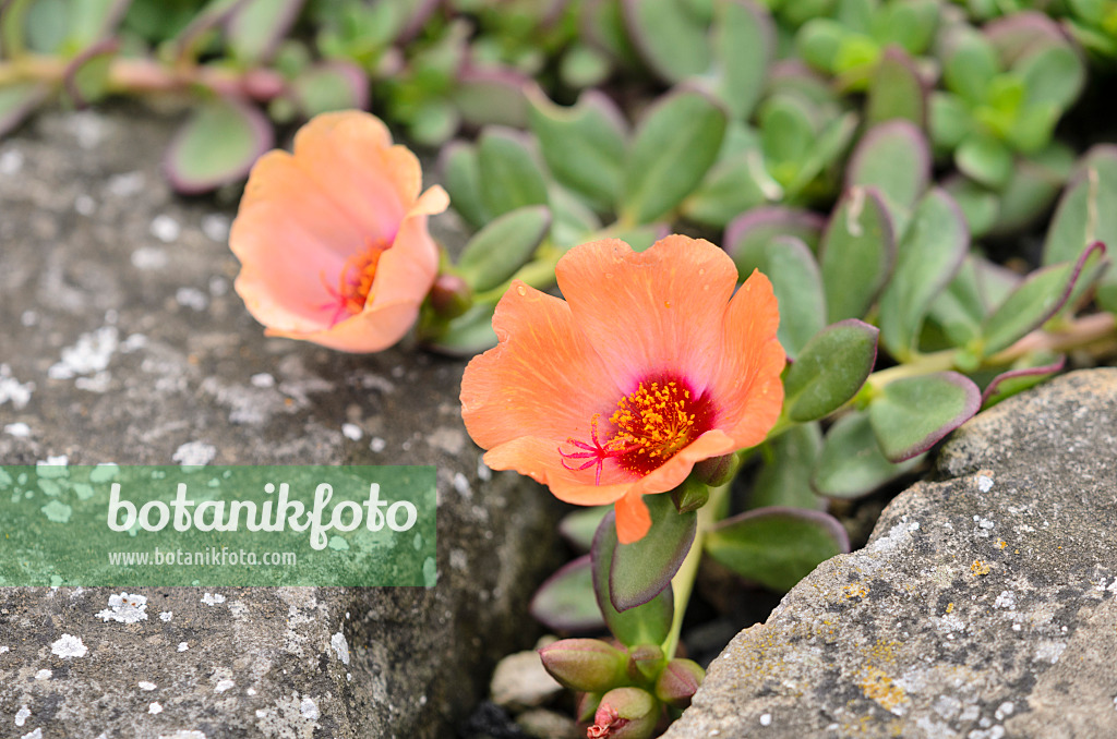 522090 - Wingpod purslane (Portulaca umbraticola)