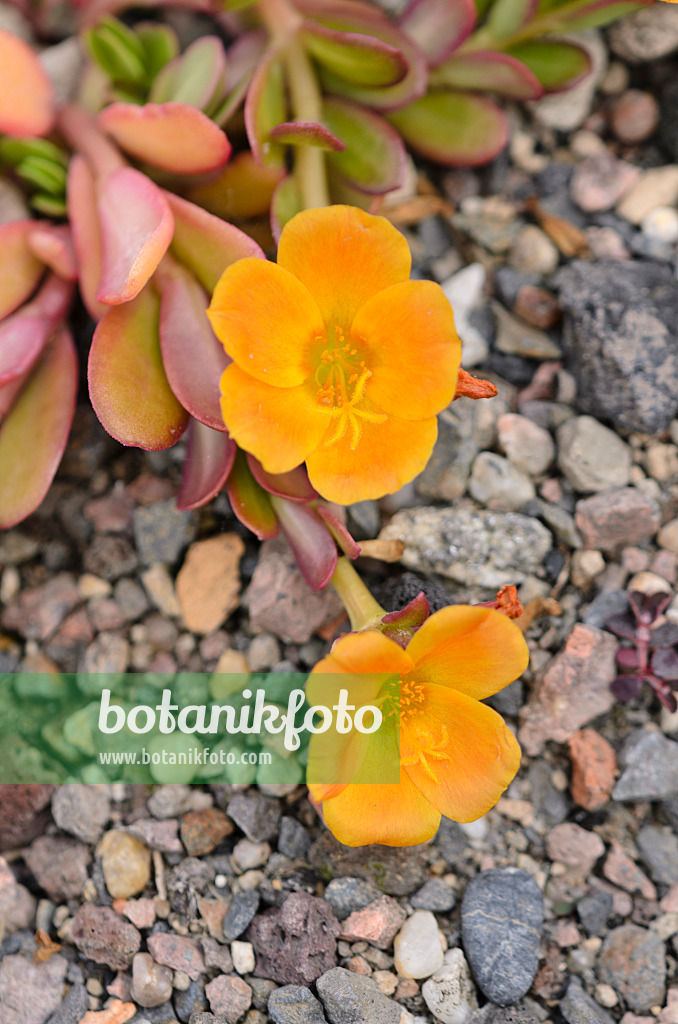 534113 - Wingpod purslane (Portulaca umbraticola)