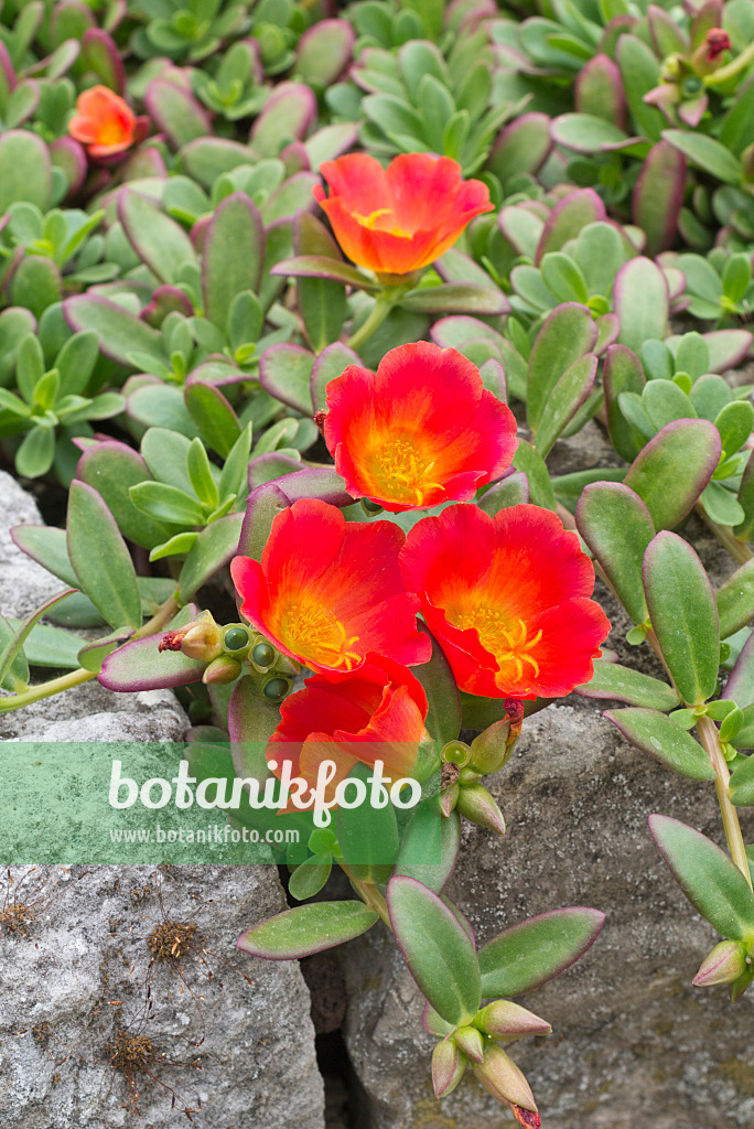 595026 - Wingpod purslane (Portulaca umbraticola)