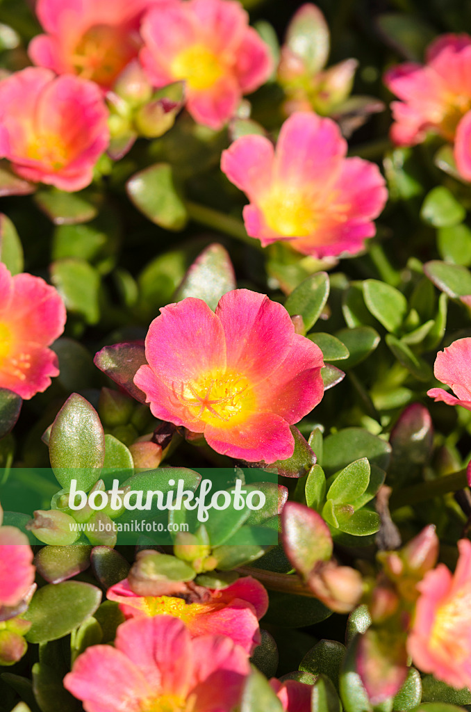 571063 - Wingpod purslane (Portulaca umbraticola 'Pazazz Salmon Glow')