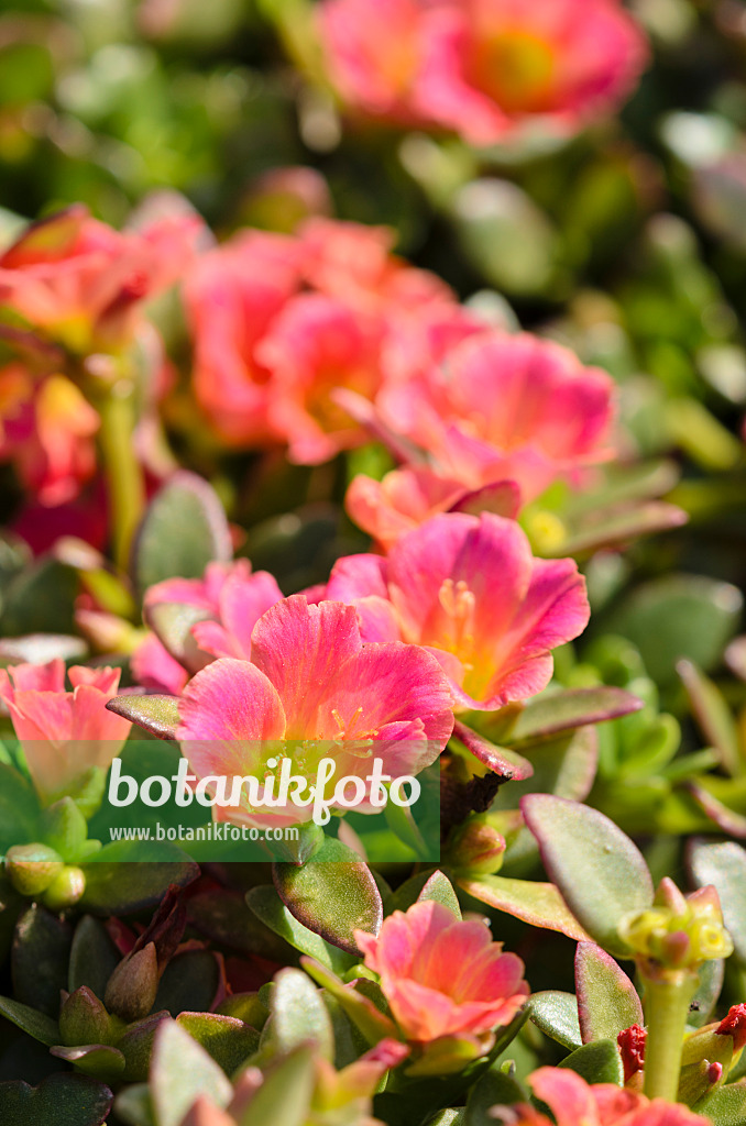 571064 - Wingpod purslane (Portulaca umbraticola 'Pazazz Salmon Glow')