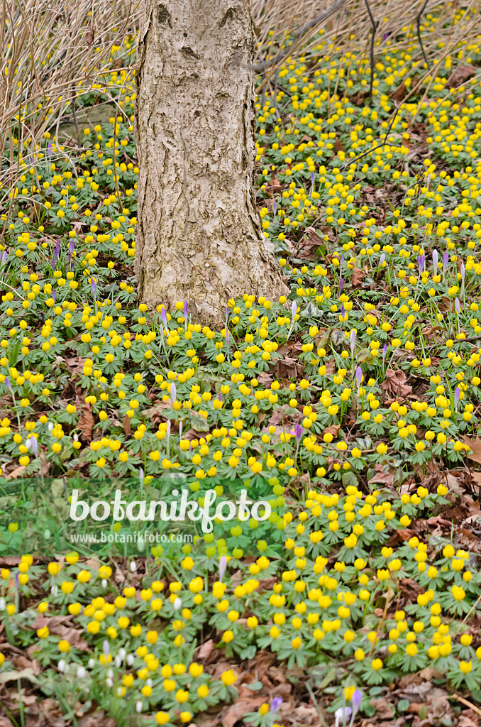 529147 - Winter aconite (Eranthis hyemalis)