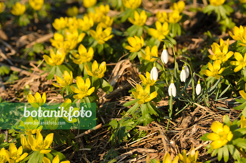 506006 - Winter aconite (Eranthis hyemalis) and common snowdrop (Galanthus nivalis)