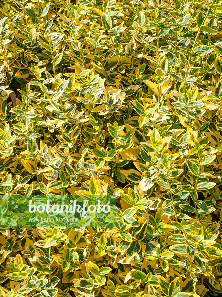 426306 - Winter creeper (Euonymus fortunei 'Aurea')