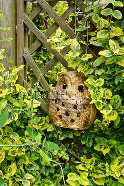 474141 - Winter creeper (Euonymus fortunei 'Emerald'n Gold') with owl figure
