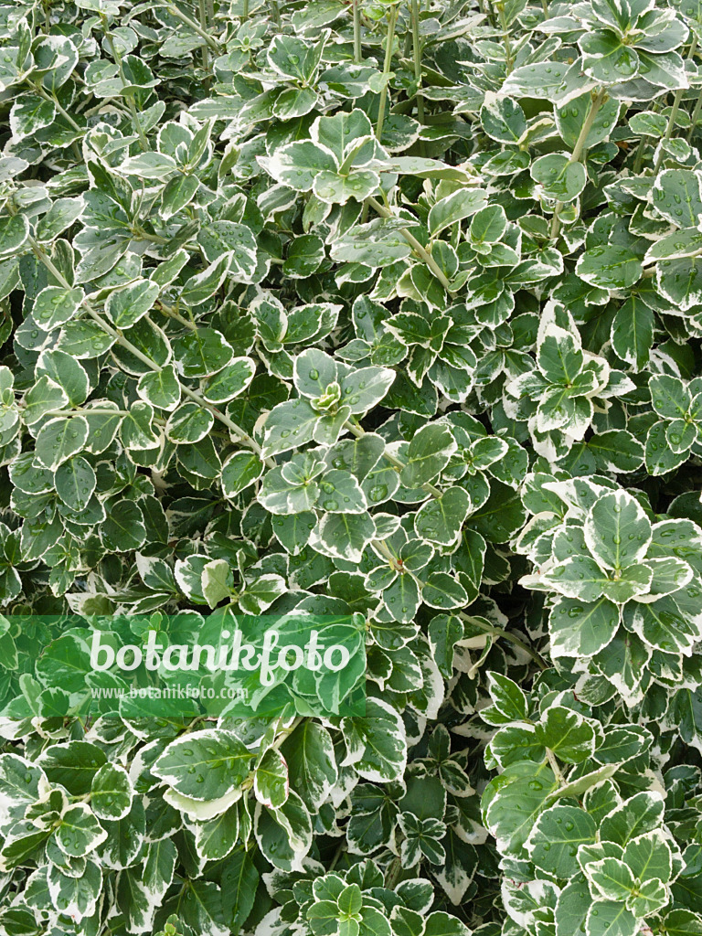 418046 - Winter creeper (Euonymus fortunei var. radicans 'Emerald Gaiety')