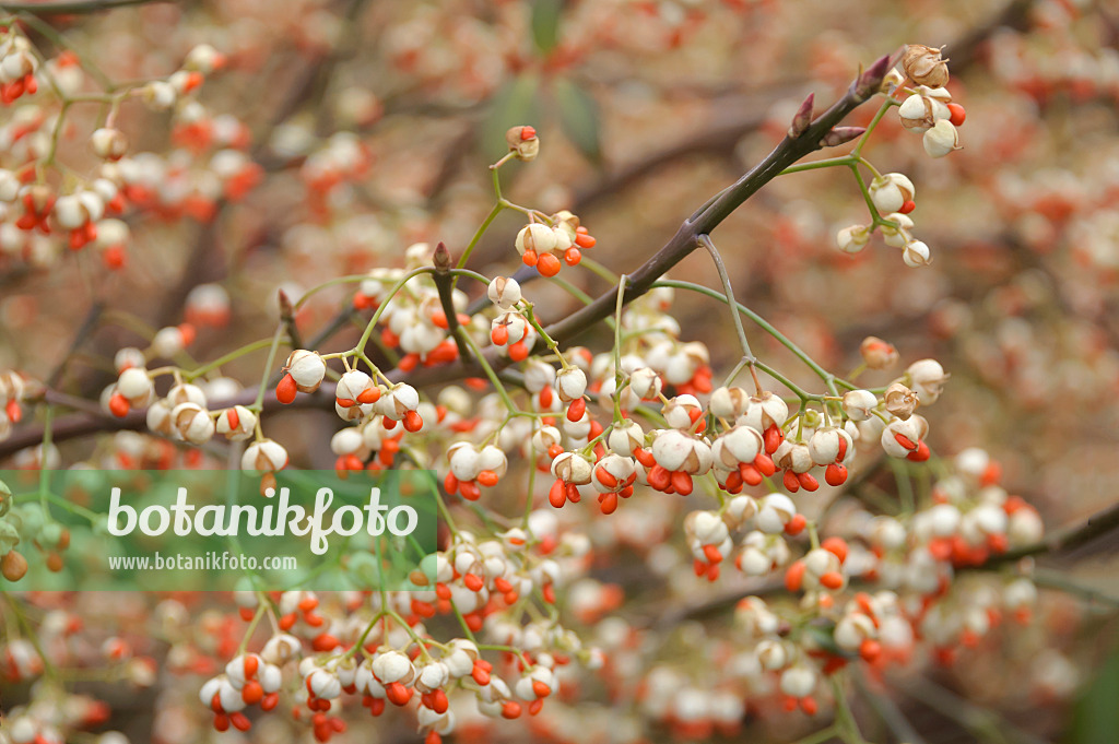 535404 - Winter creeper (Euonymus fortunei 'Vegetus')