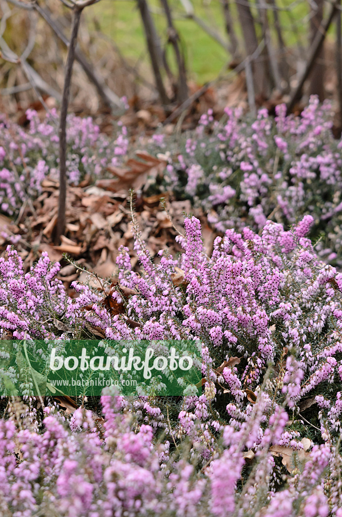 529061 - Winter heather (Erica carnea 'December Red' syn. Erica herbacea 'December Red')