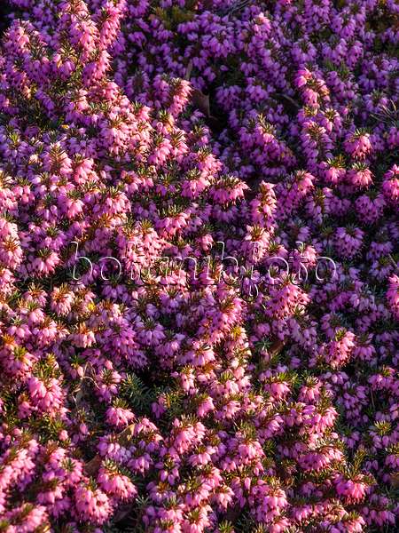 423021 - Winter heather (Erica carnea syn. Erica herbacea)