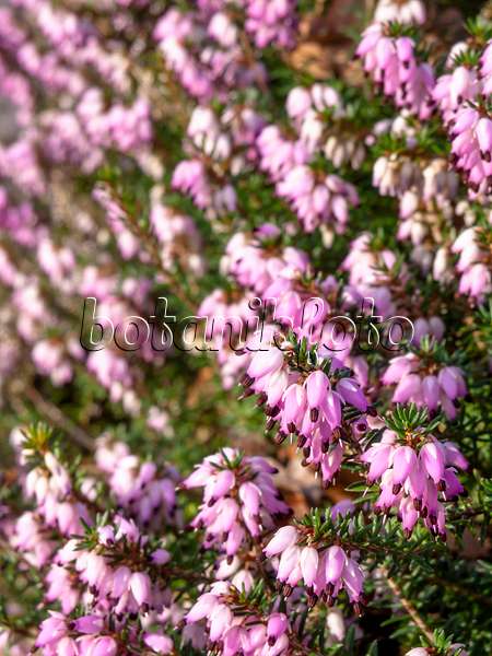 445020 - Winter heather (Erica carnea syn. Erica herbacea)
