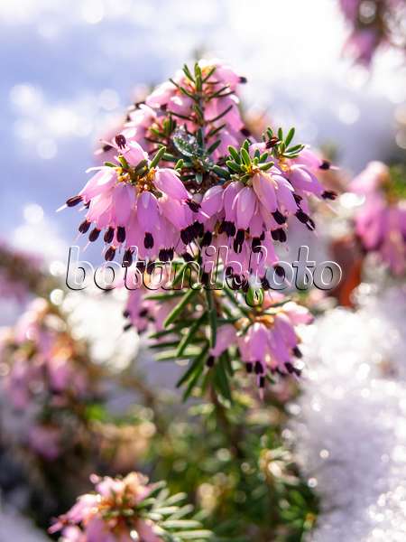 445026 - Winter heather (Erica carnea syn. Erica herbacea)