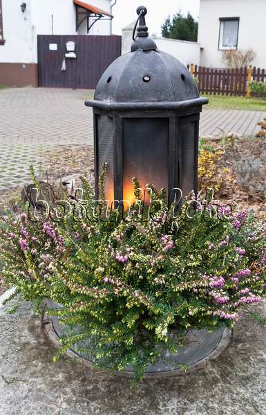 528002 - Winter heather (Erica carnea syn. Erica herbacea) with storm lamp