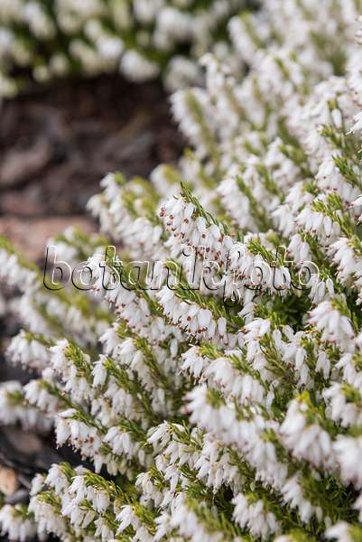 616208 - Winter heather (Erica carnea 'Weiße March Seedling' syn. Erica herbacea 'Weiße March Seedling')